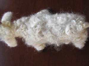 Felted Pygora, top view