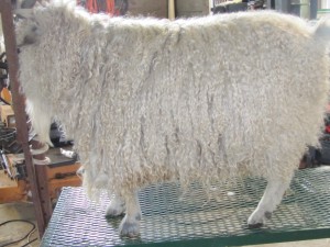 Abe 2013, before shearing.