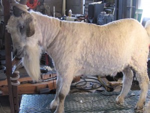 Abe 2012, after shearing.