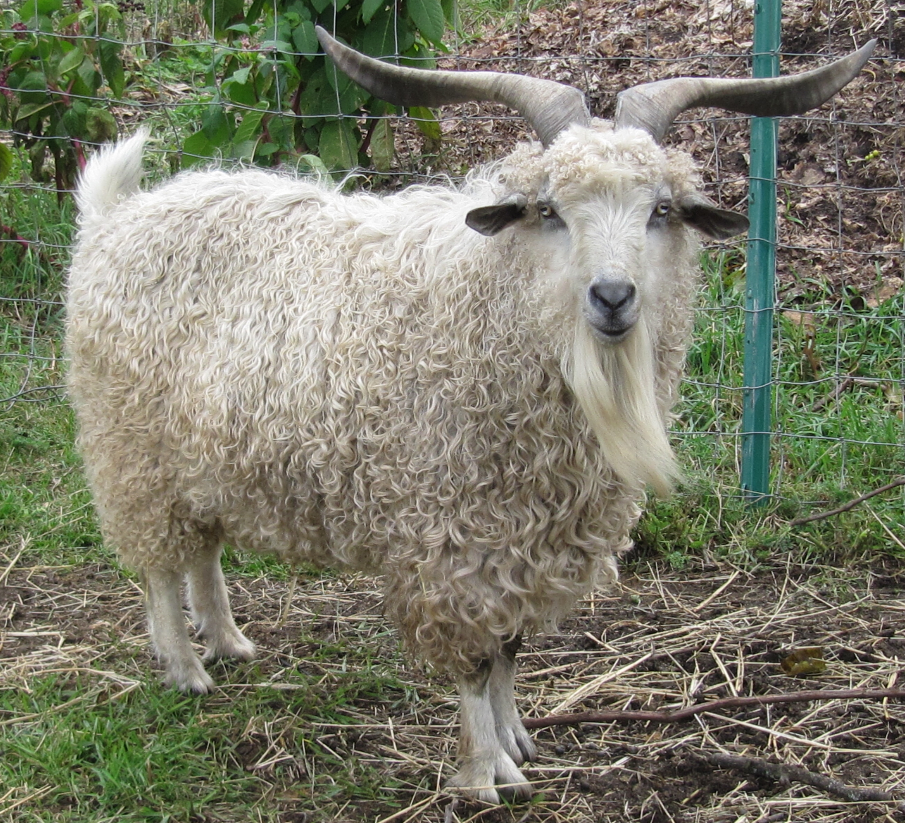 Pygora Buck with horns