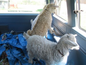 2nd van trip to the vet - what's that on the driver's side?