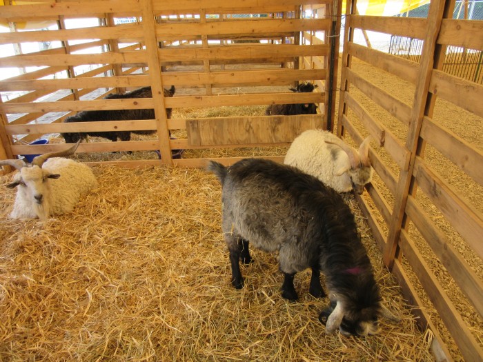 Our boys at 2014 Michigan Fiber Festival.