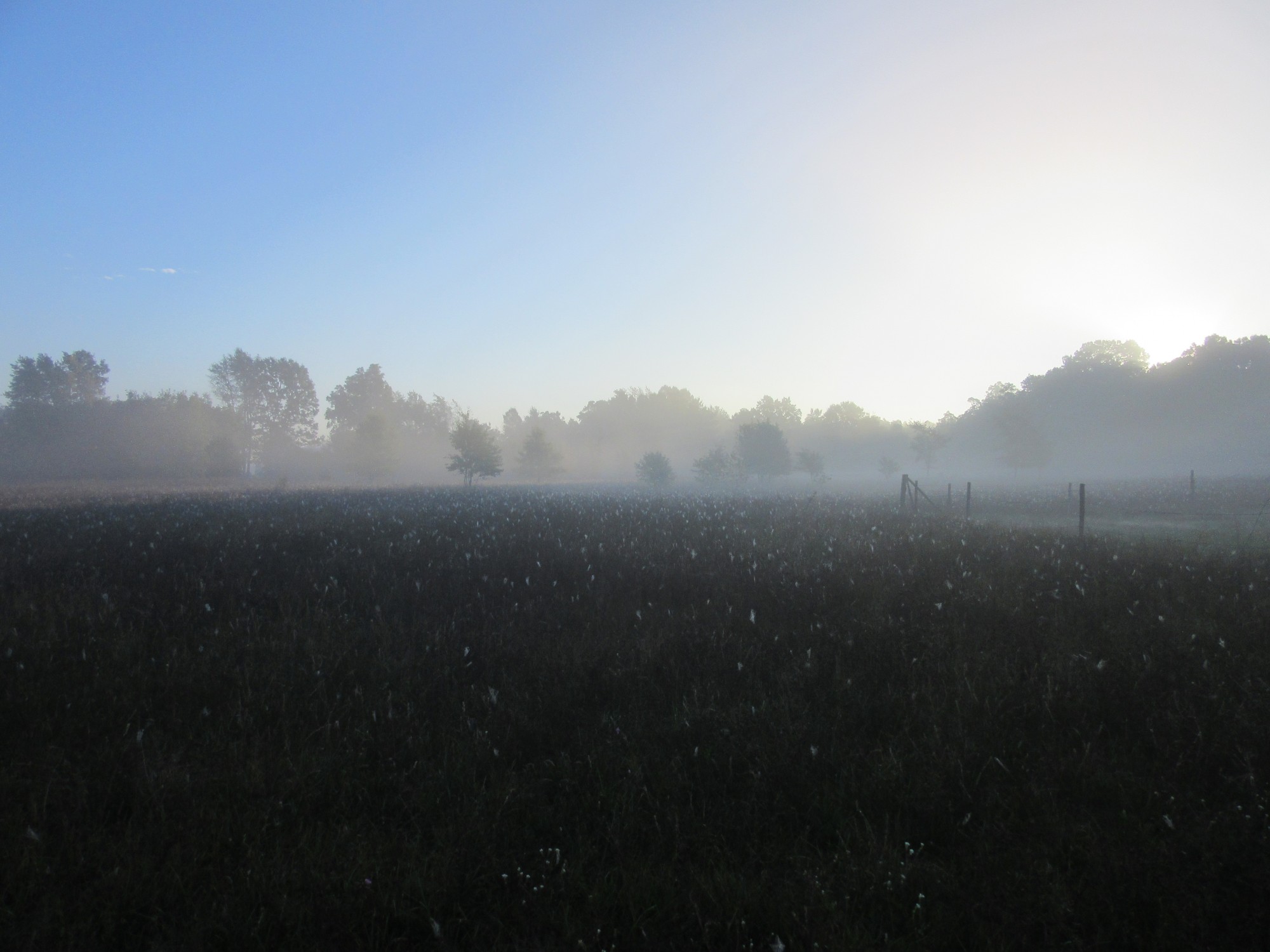 Misty fall morning highlights webs & weeds.