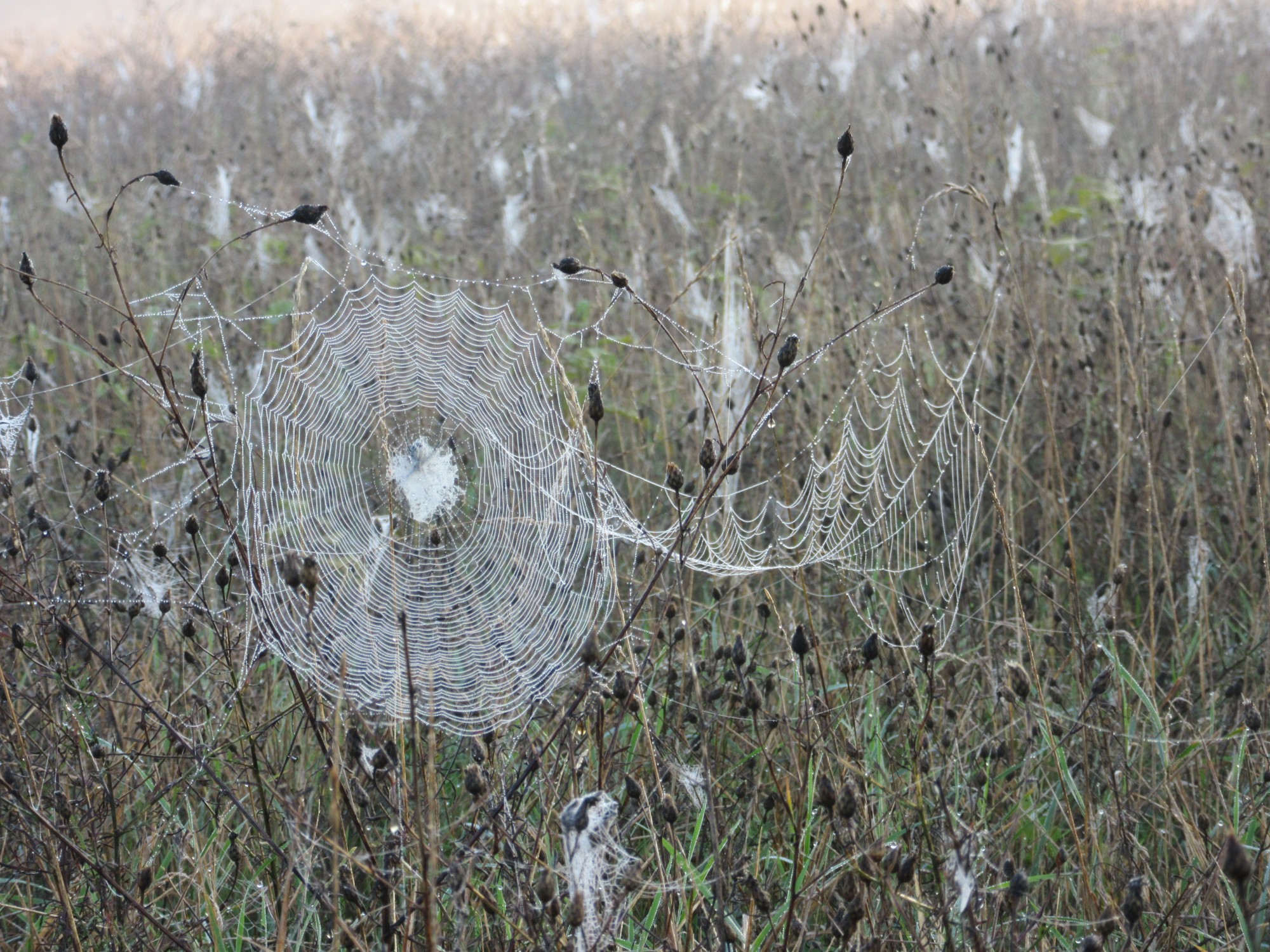 A wet web...