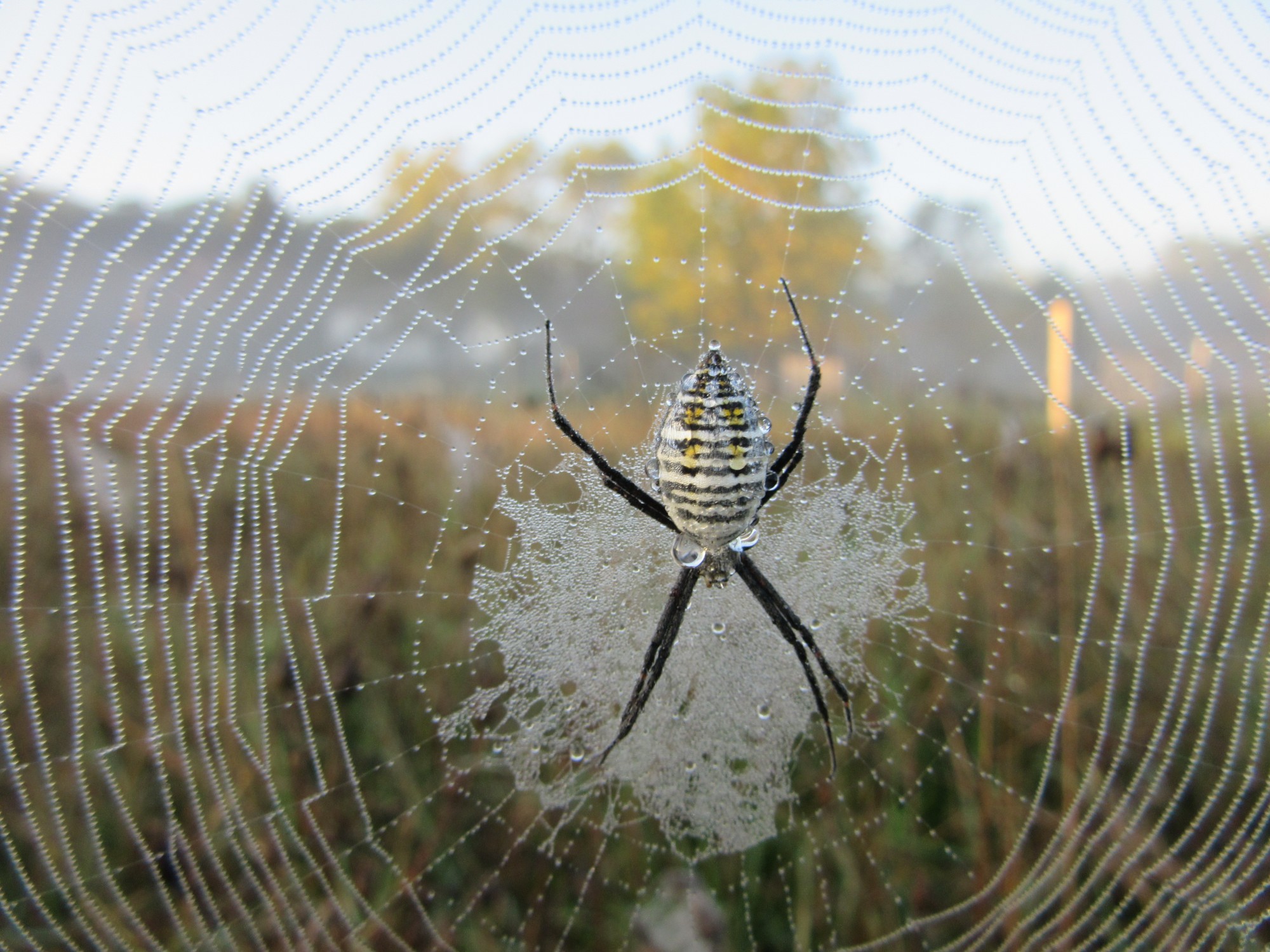 ...and close-up of the top predator!