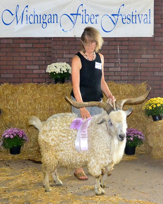 Gun Plain Pygoras Abe took Reserve Grand Champion buck at the 2015 Michigan Fiber Festival.