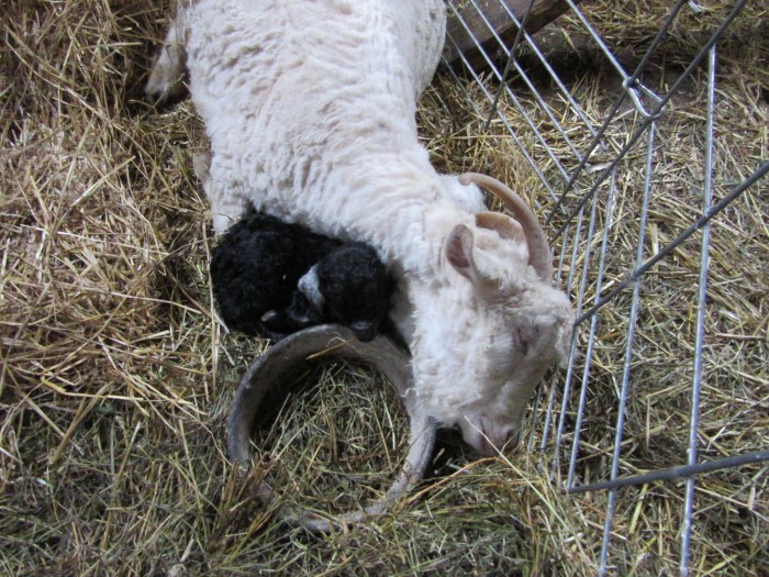 Kids are just under 24 hrs old - both boys are dry and fed, so time for well earned a nap for mom.