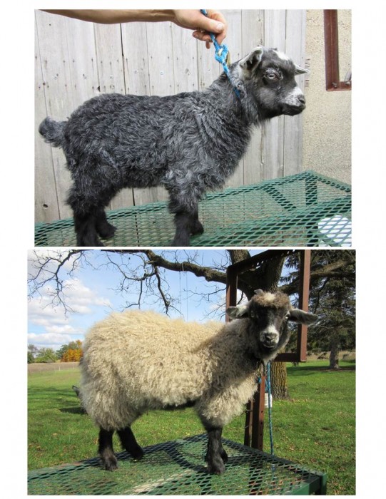 Emma: out-of-fleece at 3 weeks old = dark grey agouti; in-fleece at 7 mos old = caramel, type B